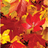 Easypatterns Heat Transfer Vinyl - 12" X 1 YD